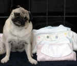 Pug&Chenille2.jpg (44402 bytes)