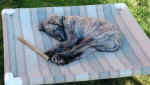 PuppyonLounger2.jpg (26378 bytes)