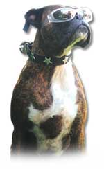 boxer.jpg (4852 bytes)