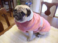 phoebe w pink fur.jpg (26778 bytes)